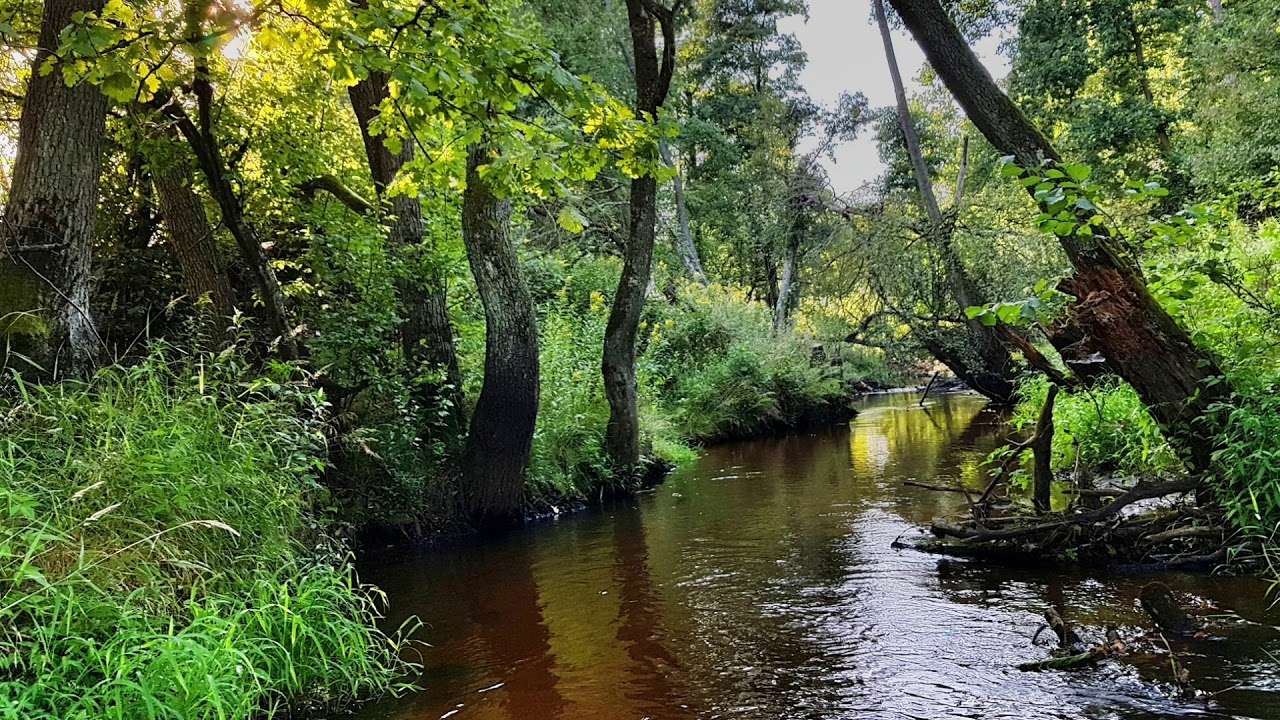 krásná lesní řeka skládačky online