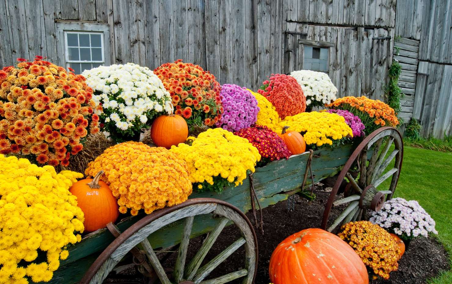 Flores de outono quebra-cabeças online