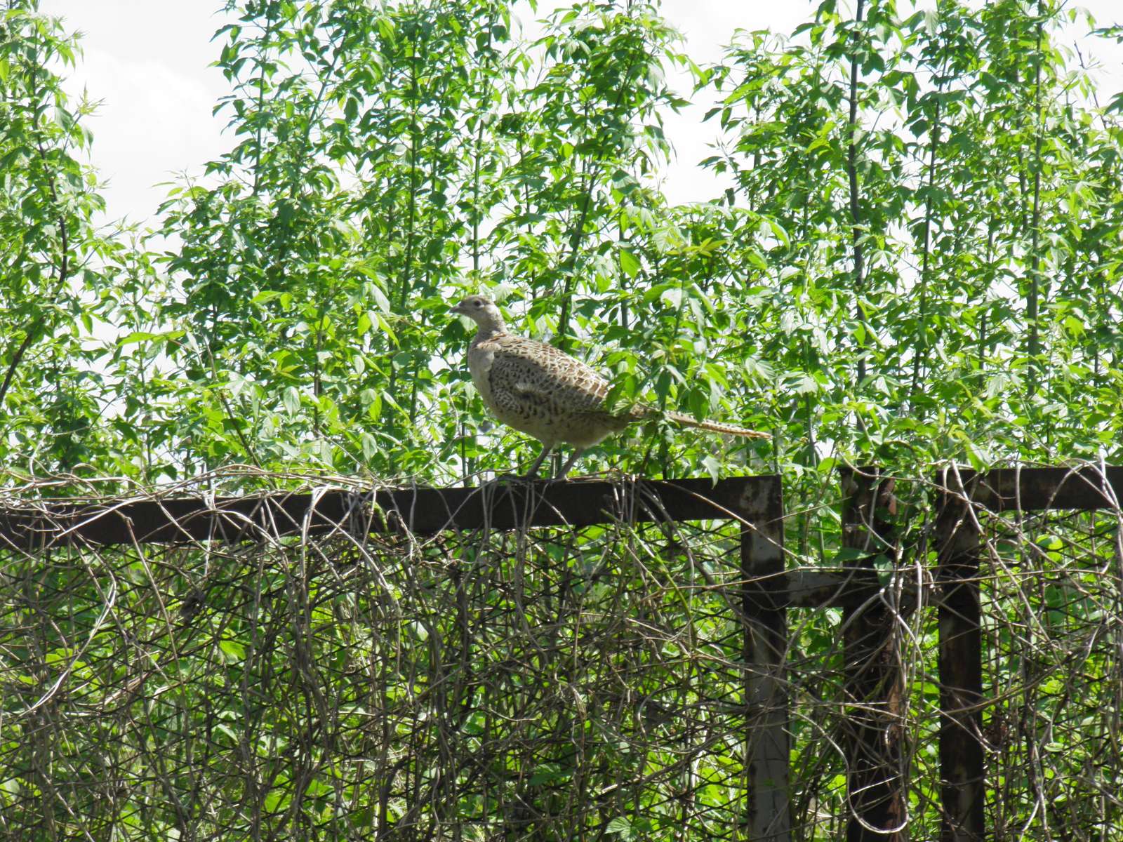 fazant op het hek legpuzzel online