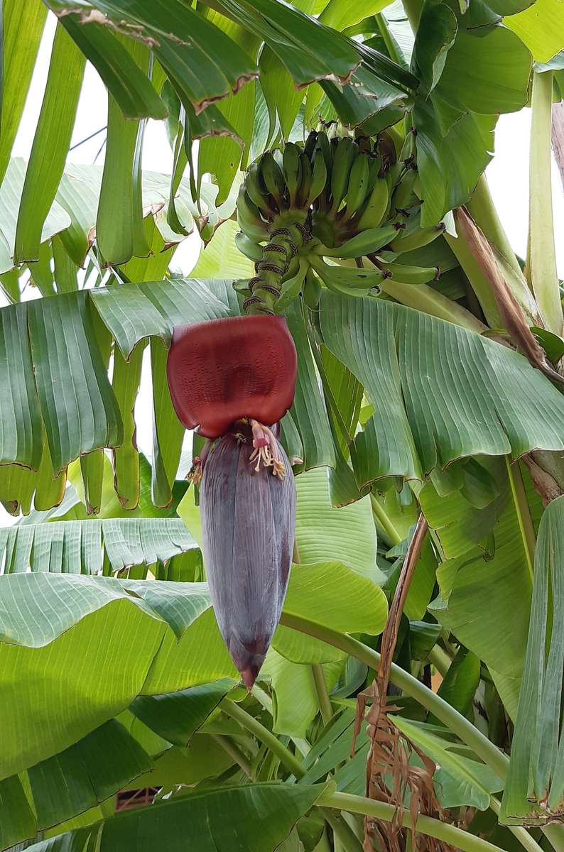 banán virág kirakós online