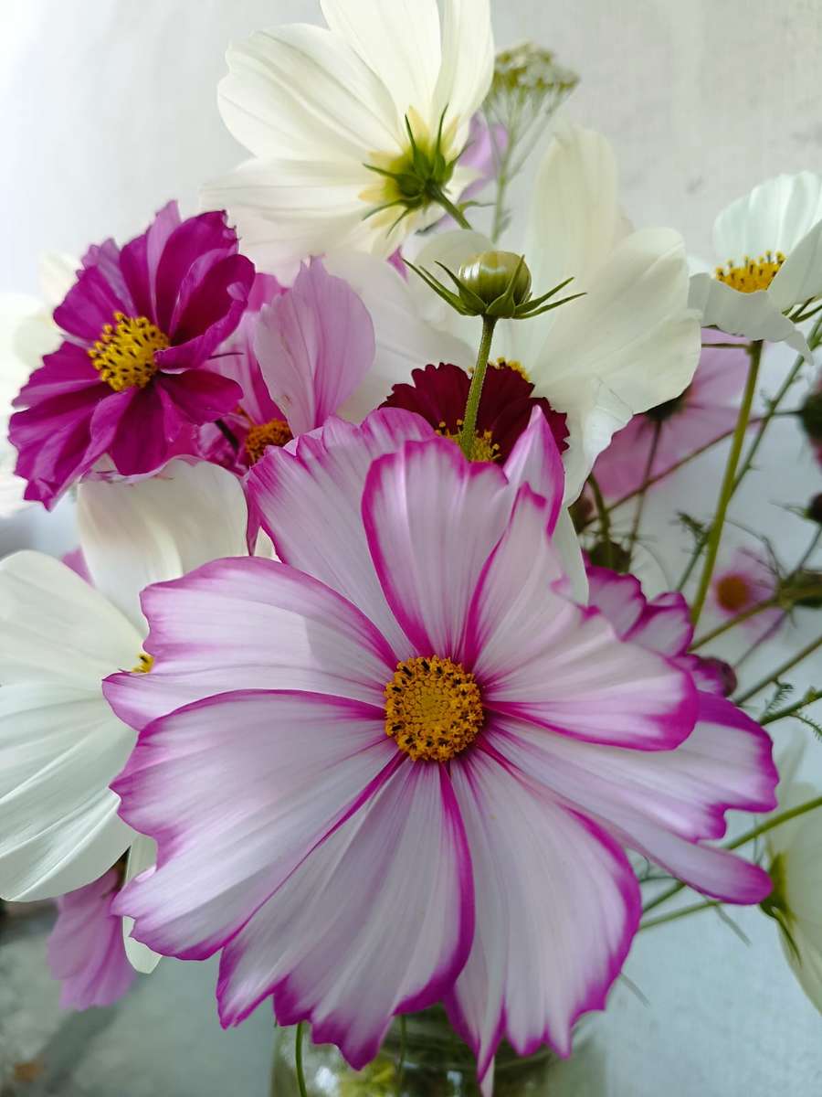 двуцветни цветя онлайн пъзел