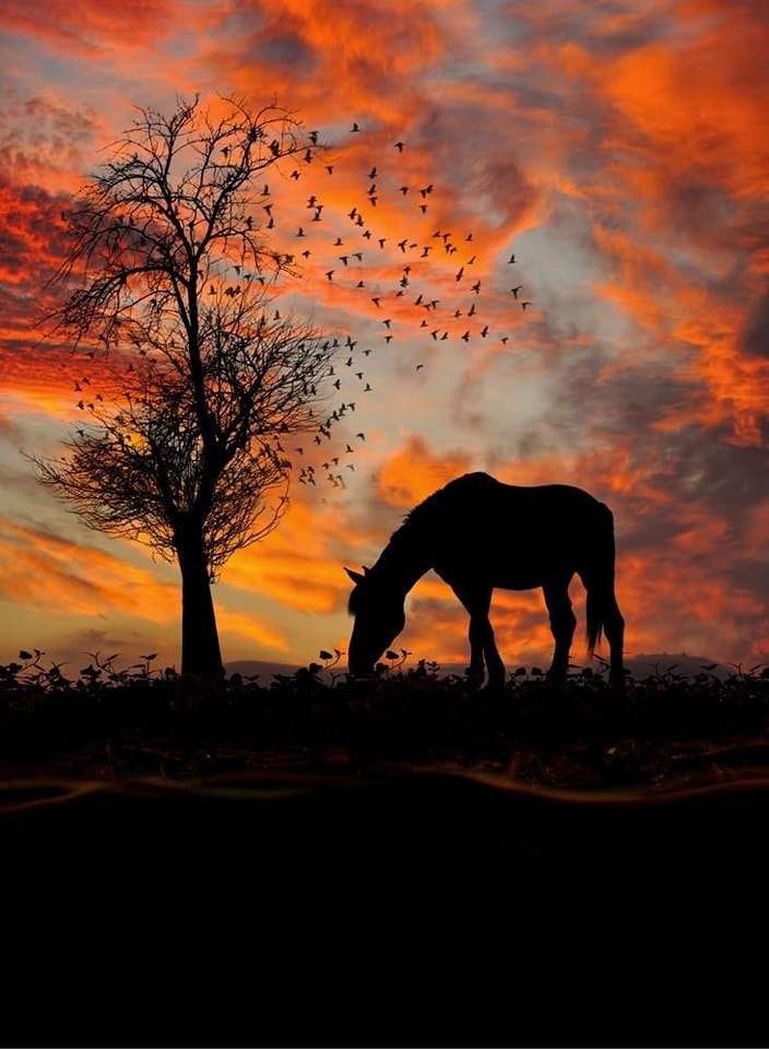 häst vid solnedgången moln pussel på nätet