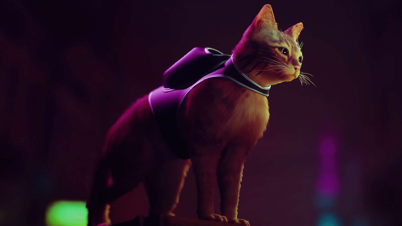 TV-spel katt Pussel online
