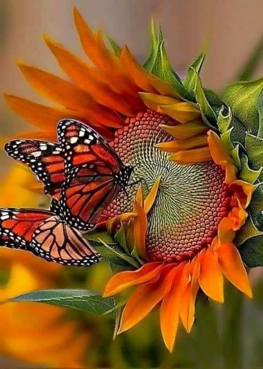 Coléoptère Lyoder et papillons orange puzzle en ligne