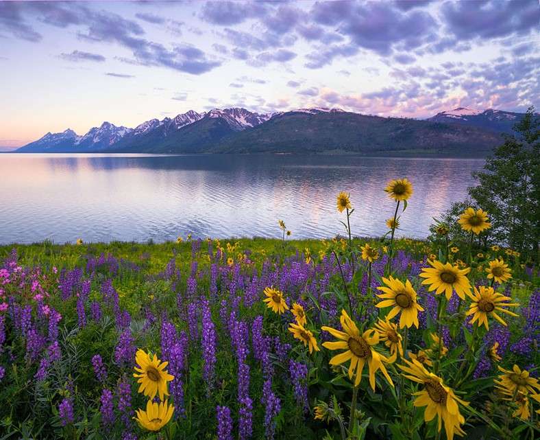 Un prato di fiori in riva al lago puzzle online