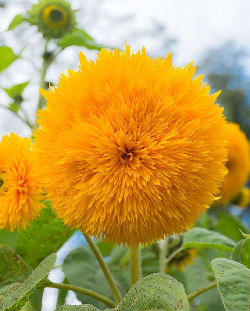 Αρκουδάκι Sunflower - Helianthus annuus) παζλ online