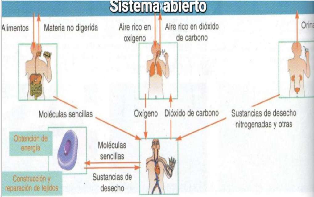 O corpo humano como um sistema aberto quebra-cabeças online