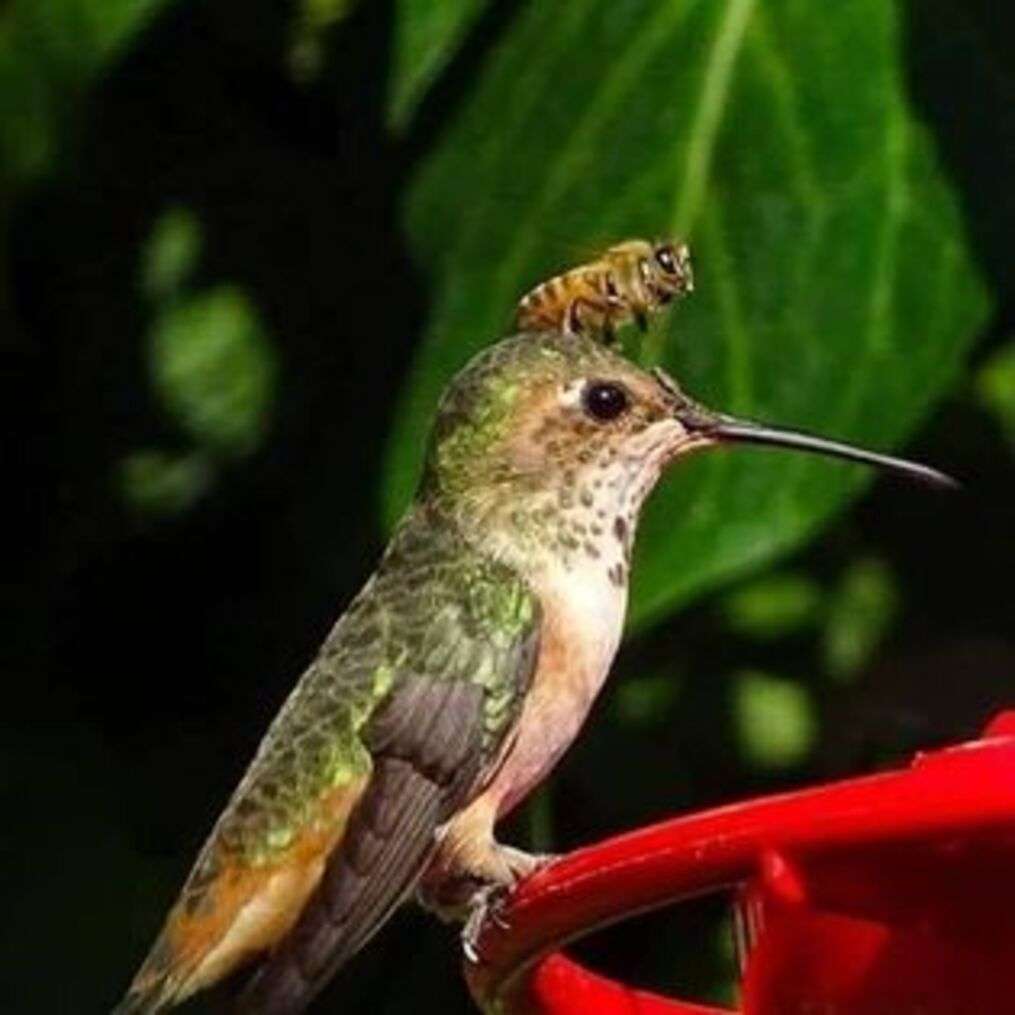 Lyoder skalbagge och hans vän kolibri och bi pussel på nätet