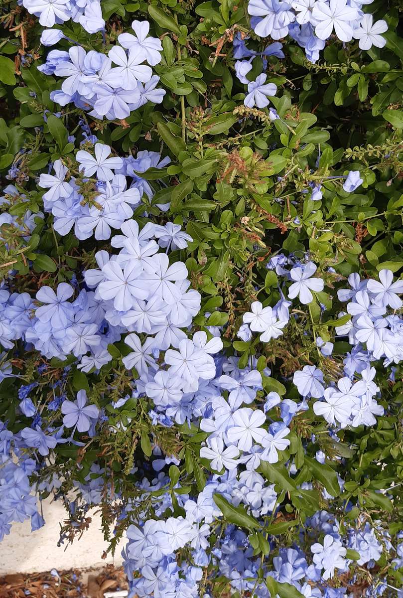 flori albastre puzzle online