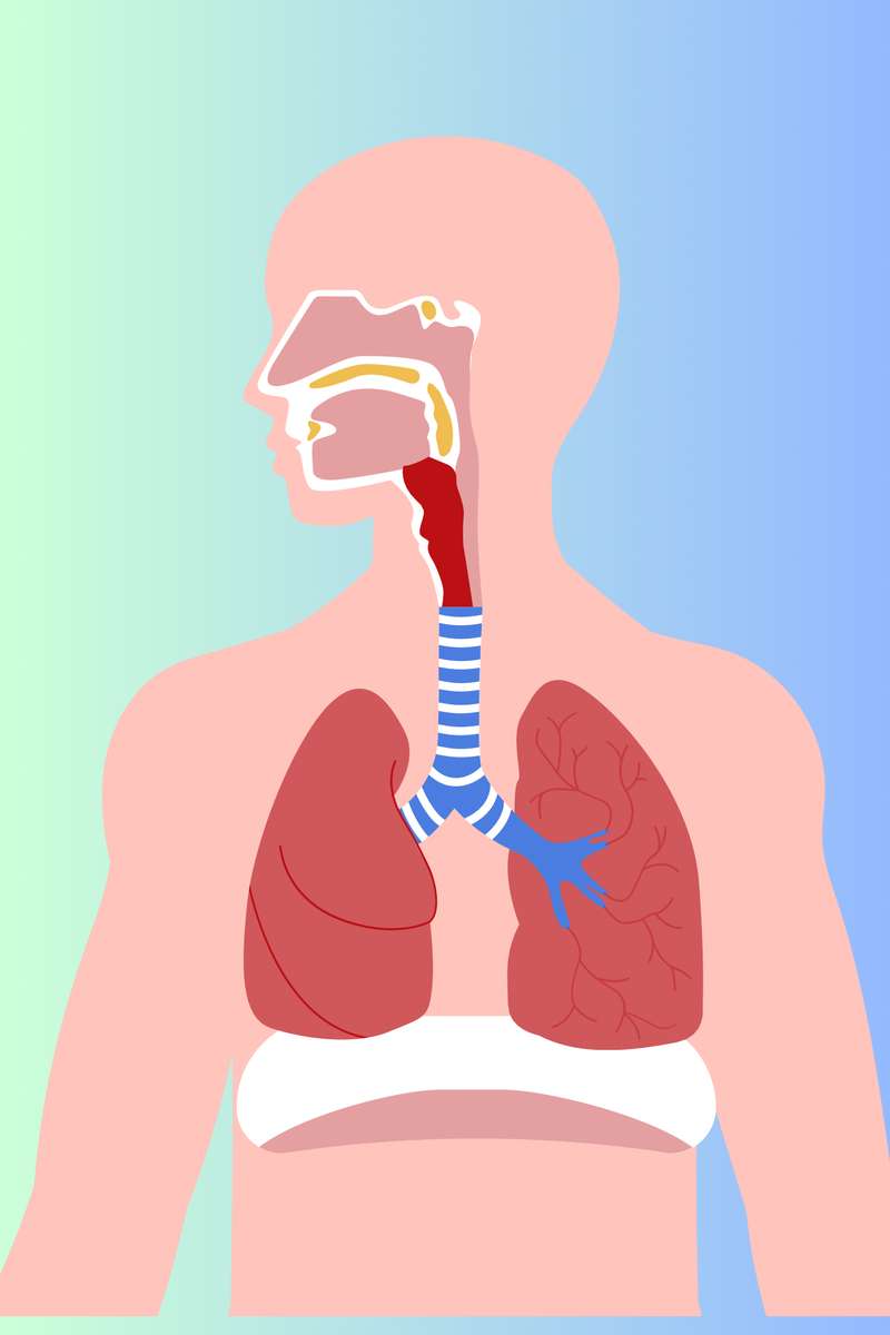 Дихальна система онлайн пазл