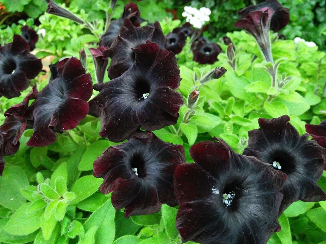 Zwart fluwelen petunia legpuzzel online