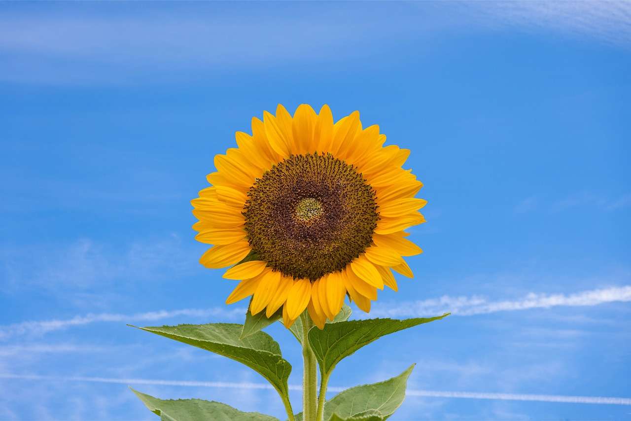 die schönste Blume der Sonnenblumen Online-Puzzle