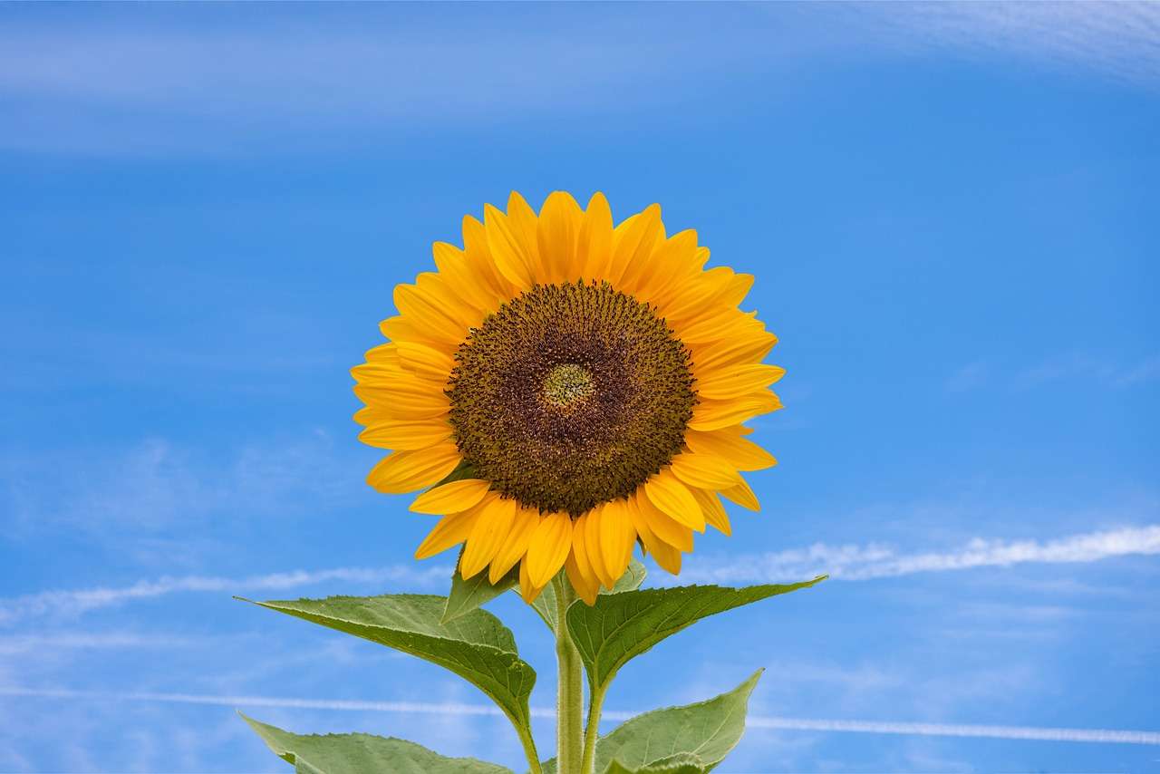 il fiore più bello dei girasoli puzzle online