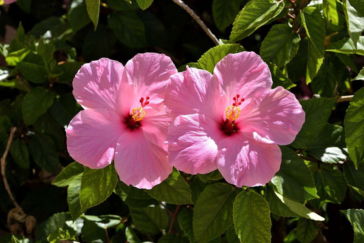 найкрасивіші квіти пазл онлайн