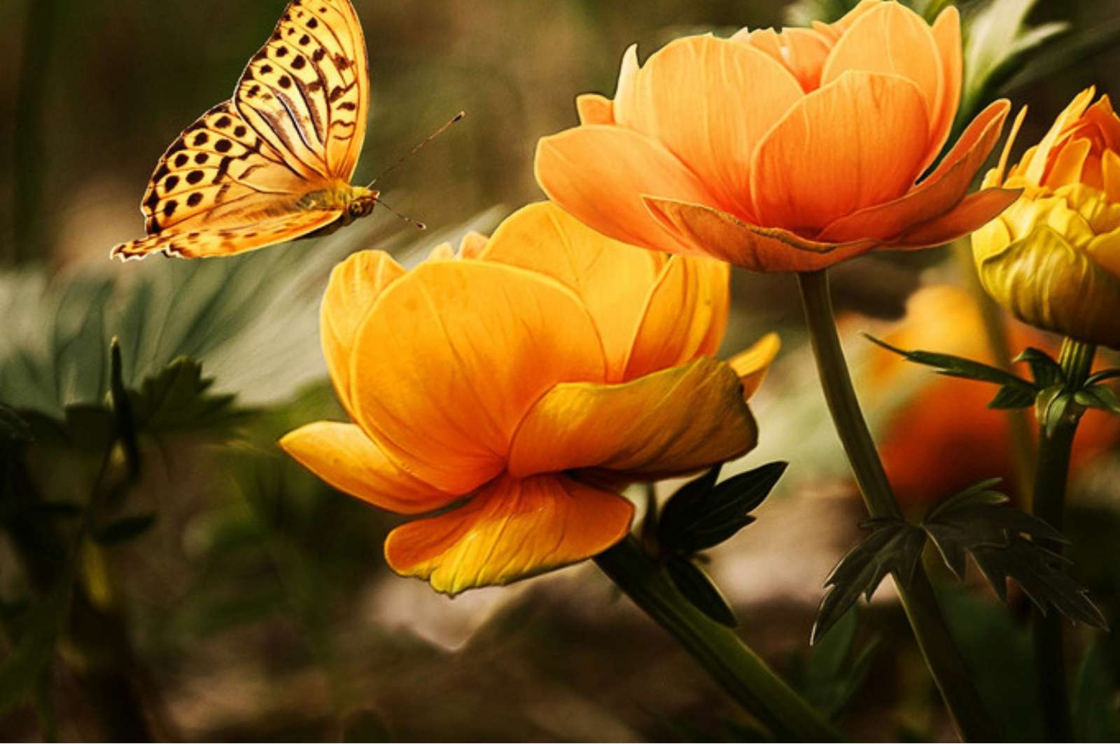 λουλούδια και πεταλούδα παζλ online