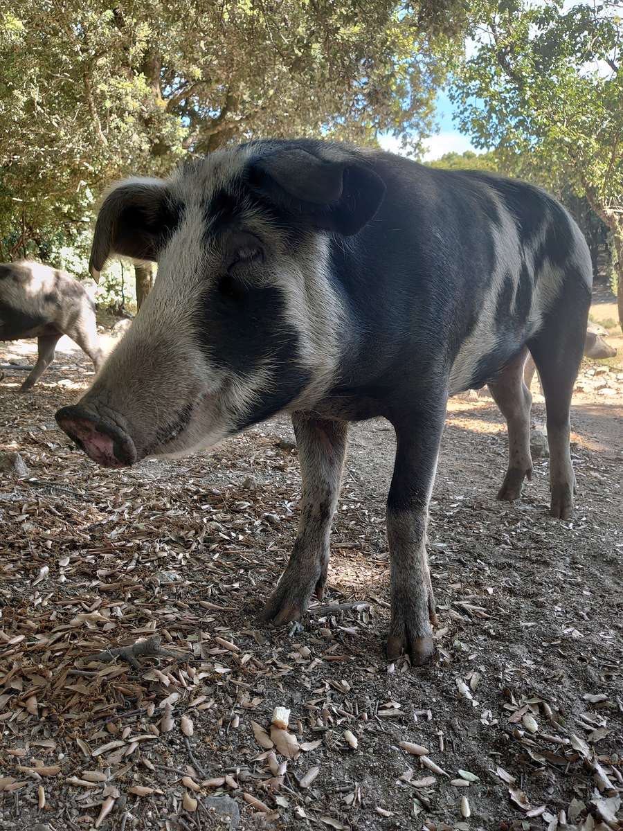 Cochon en Corse, Corsican pig skládačky online