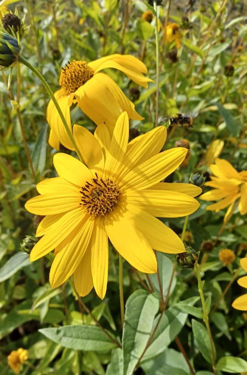 κίτρινα λουλούδια στο λιβάδι παζλ online