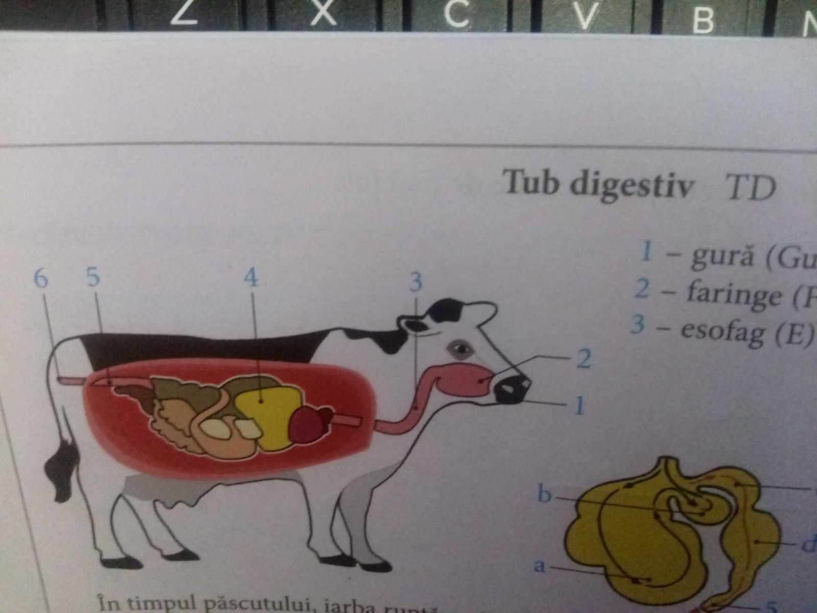 Tubul digestiv al vacii online puzzle