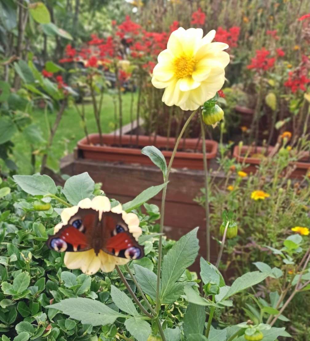 бабочка в саду пазл онлайн