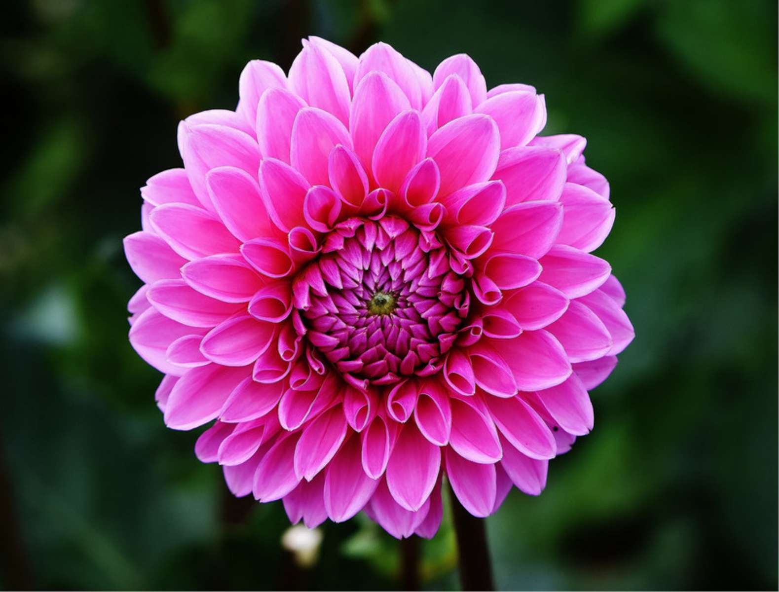 найкрасивіша квітка пазл онлайн