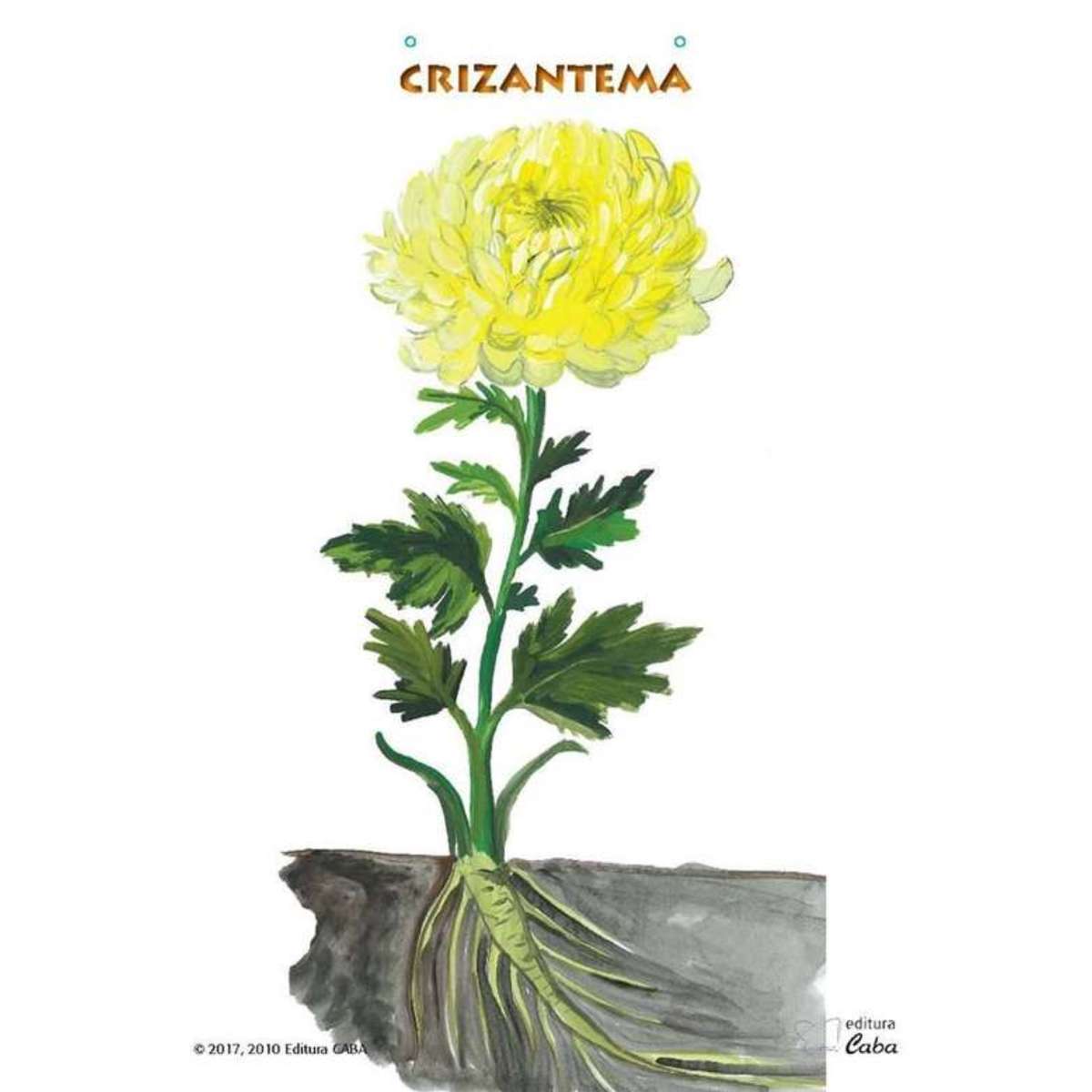Crizantema Online-Puzzle