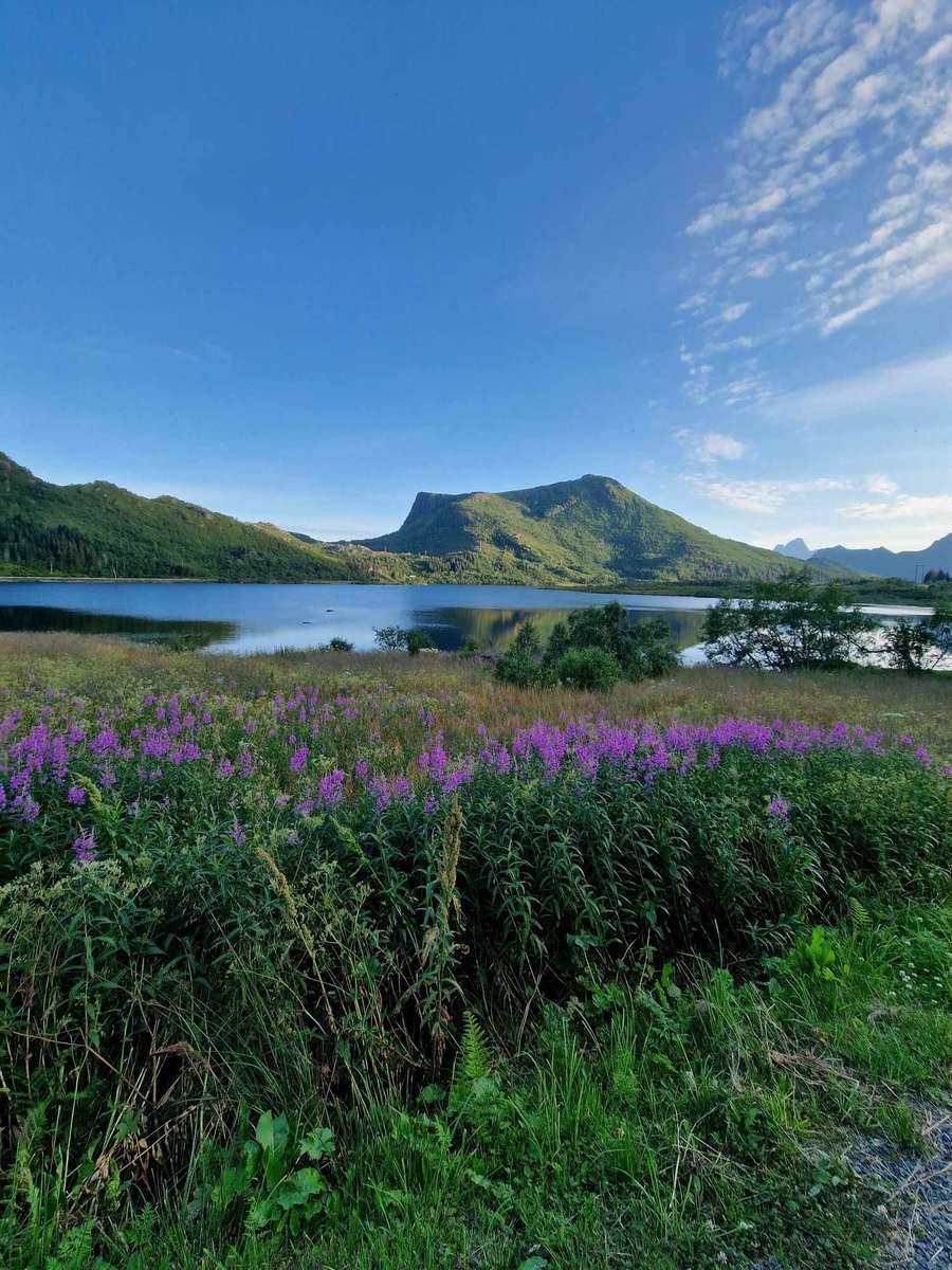 Svolvaer blomsteräng Pussel online