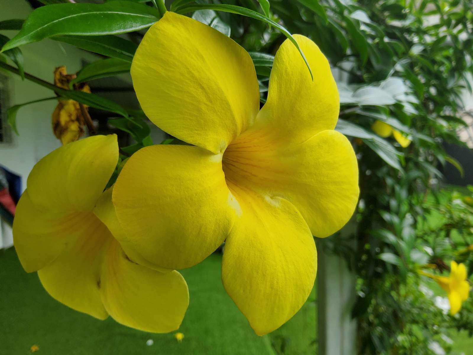 fiore giallo puzzle online