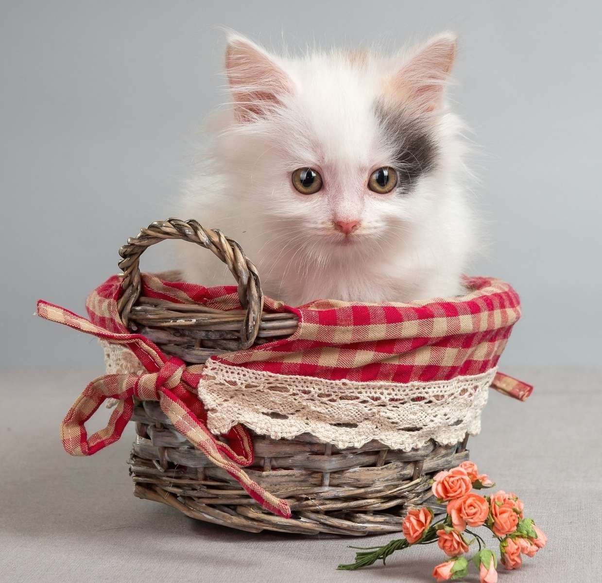 Little kitten in a basket jigsaw puzzle online