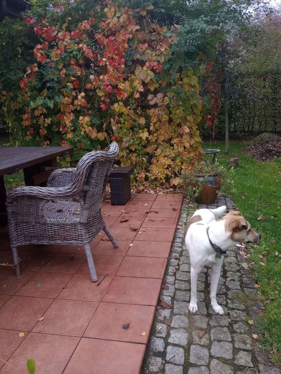 собака в осінньому саду пазл онлайн
