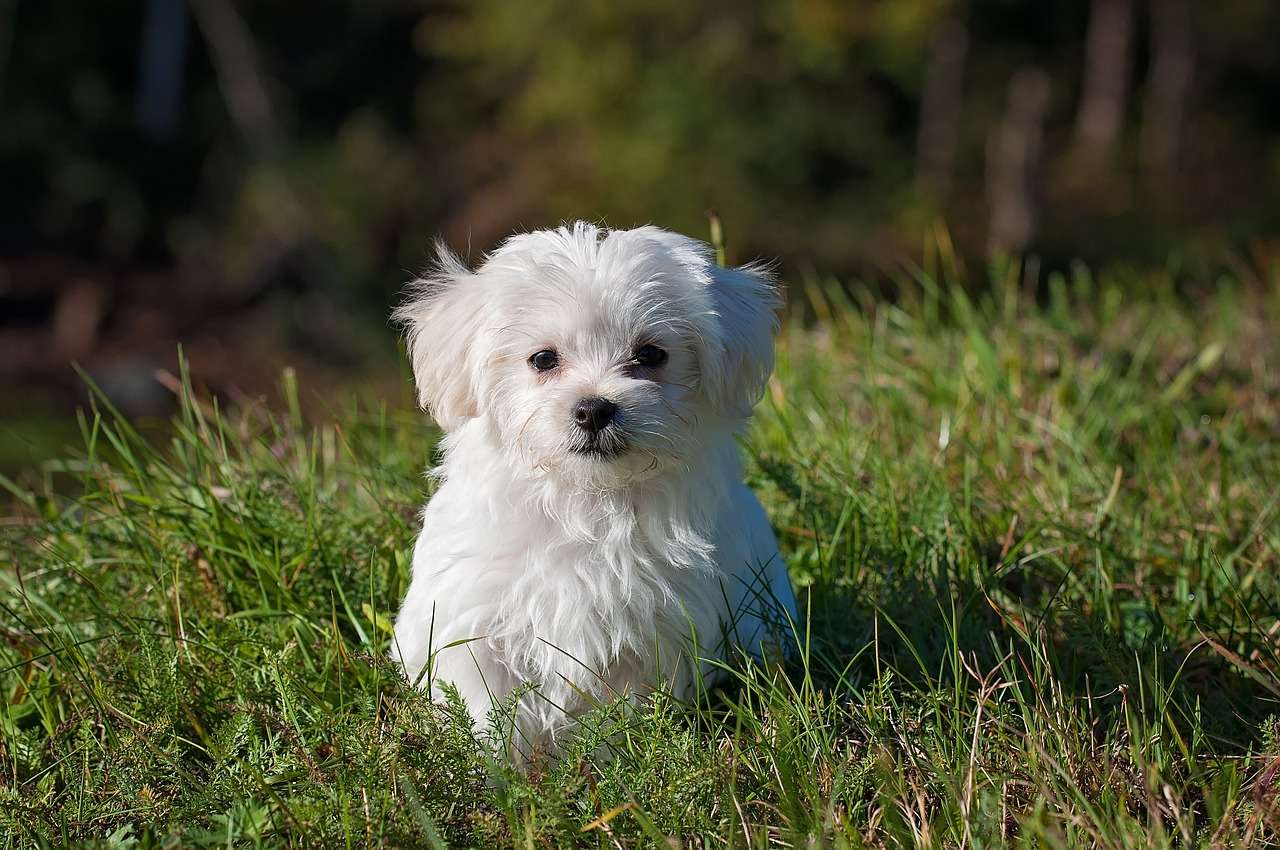 el cachorro màs bello rompecabezas en línea