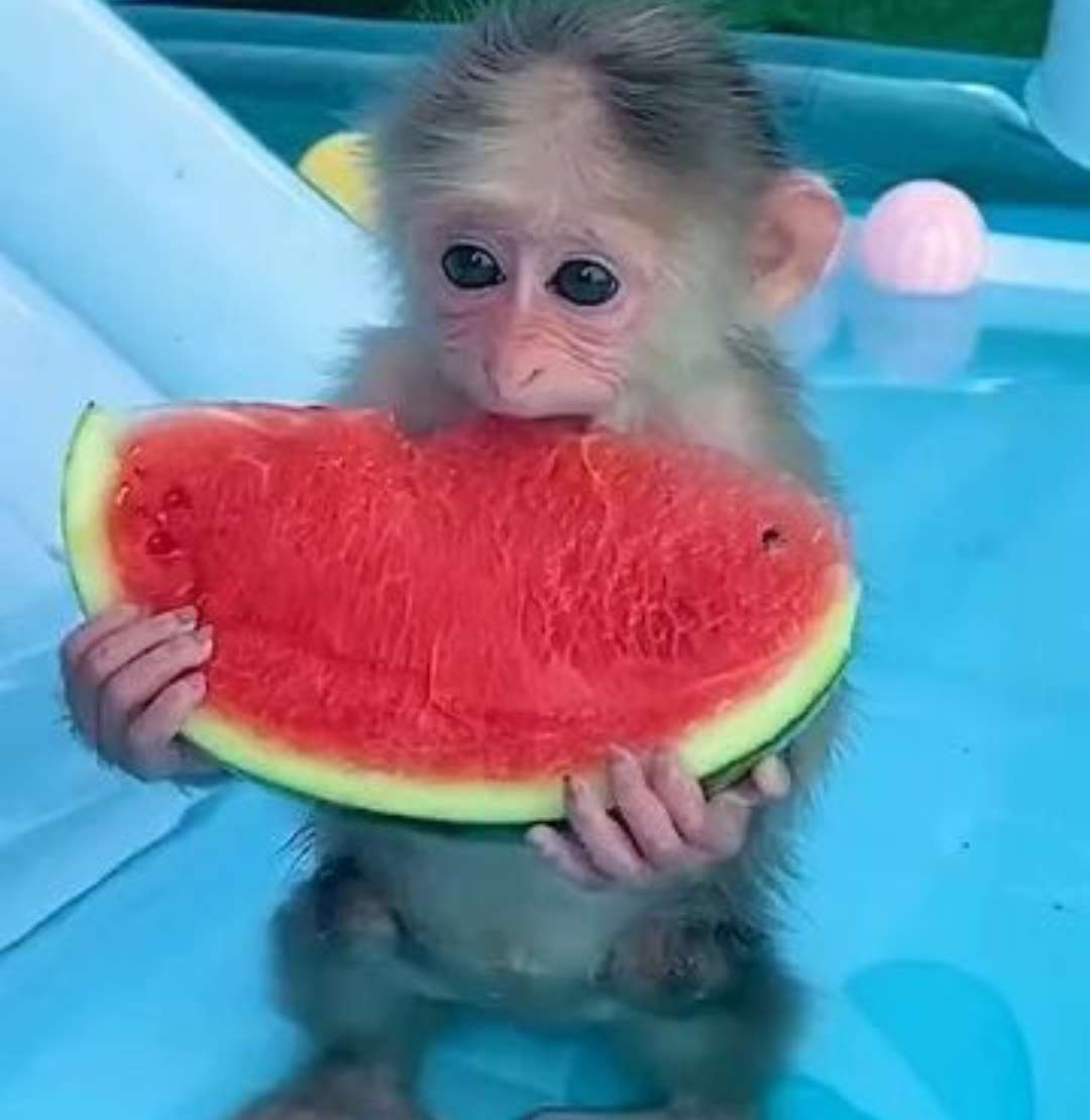 Monkey eats watermelon jigsaw puzzle online