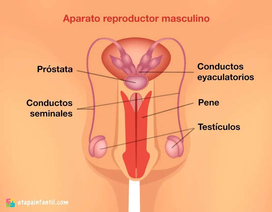 Мужская репродуктивная система онлайн-пазл