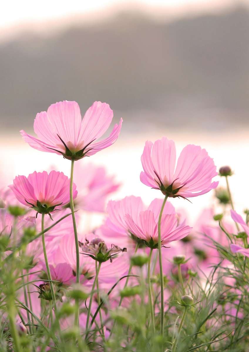 най красивите цветя онлайн пъзел