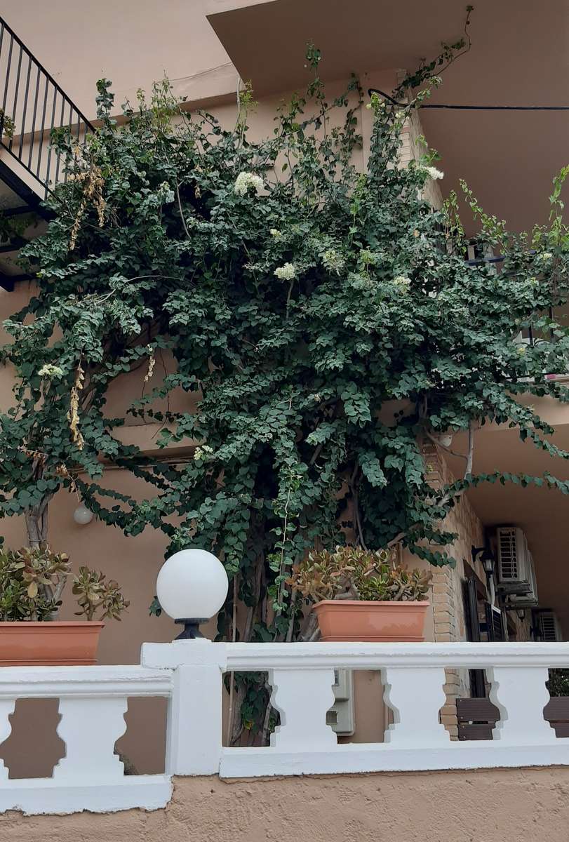 planten hoog op het terras legpuzzel online
