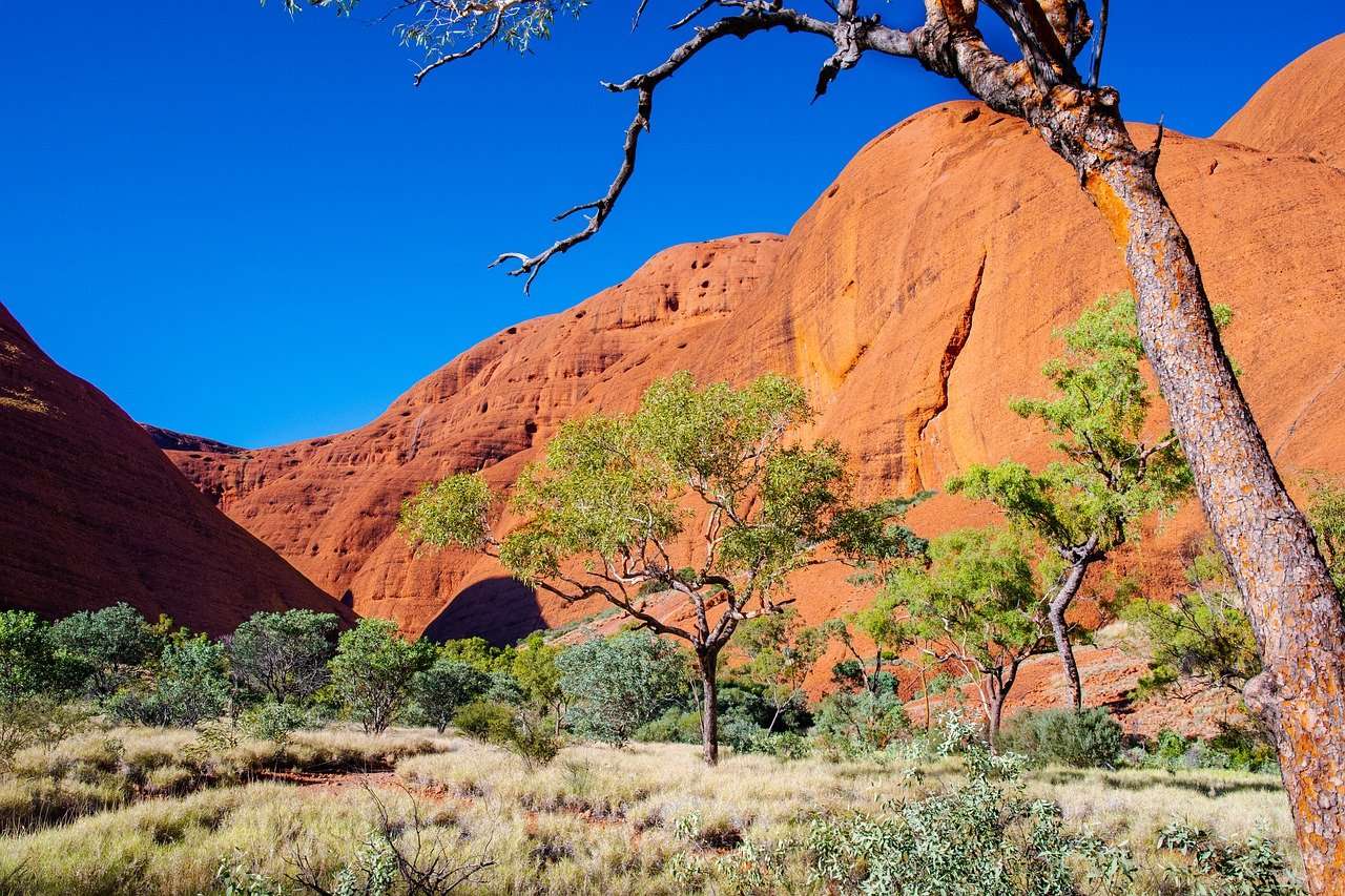 Árvore, Deserto quebra-cabeças online