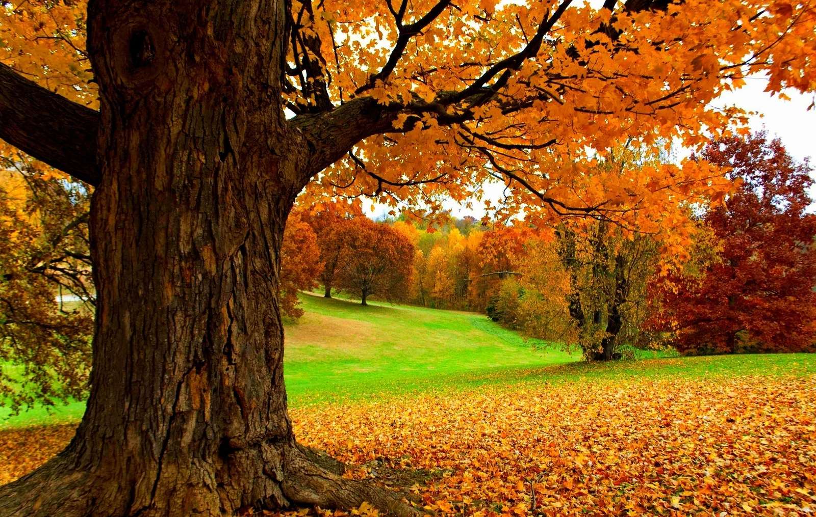 осень в лесу пазл онлайн