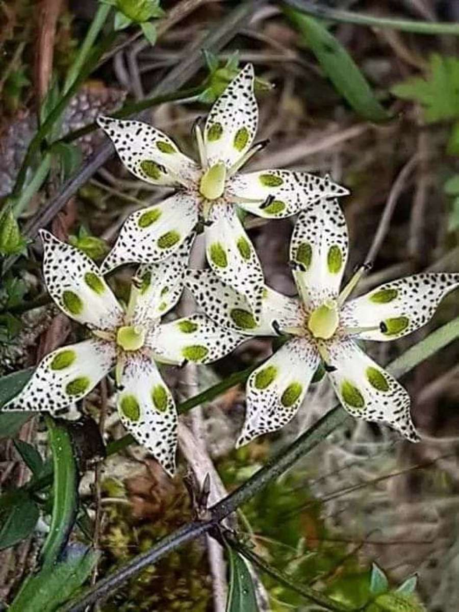 Swertia (Swertia bimaculata) quebra-cabeças online
