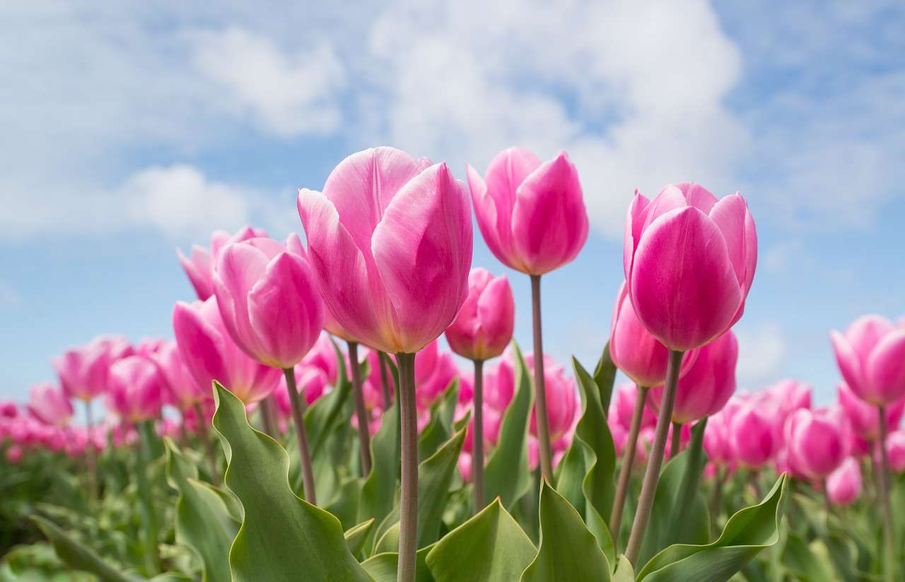 tulipanes màs hermoso del jardin rompecabezas en línea