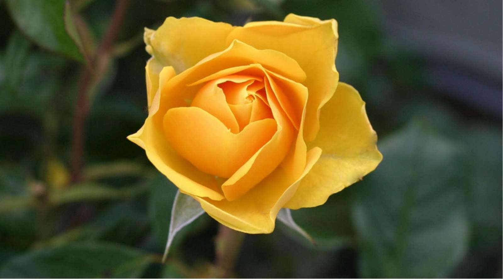 cea mai frumoasa floare de pe planeta puzzle online