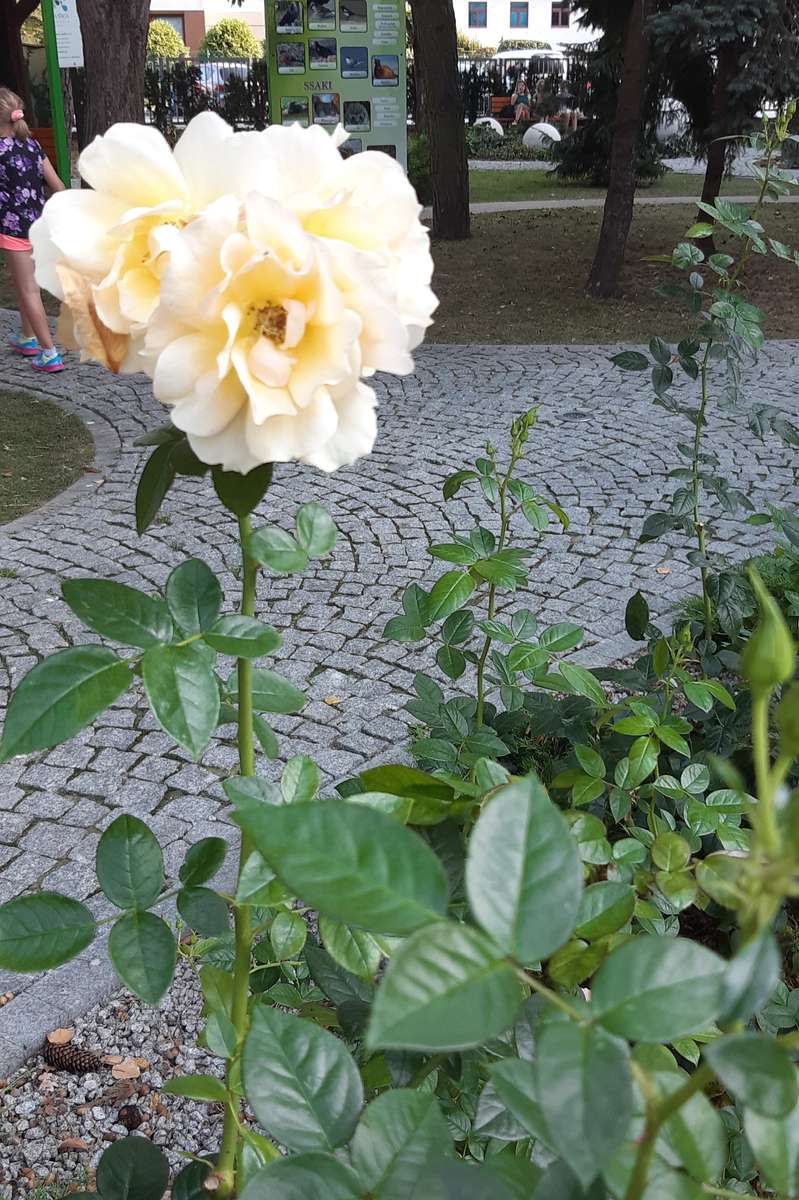 čajová růže na pozadí ulice skládačky online