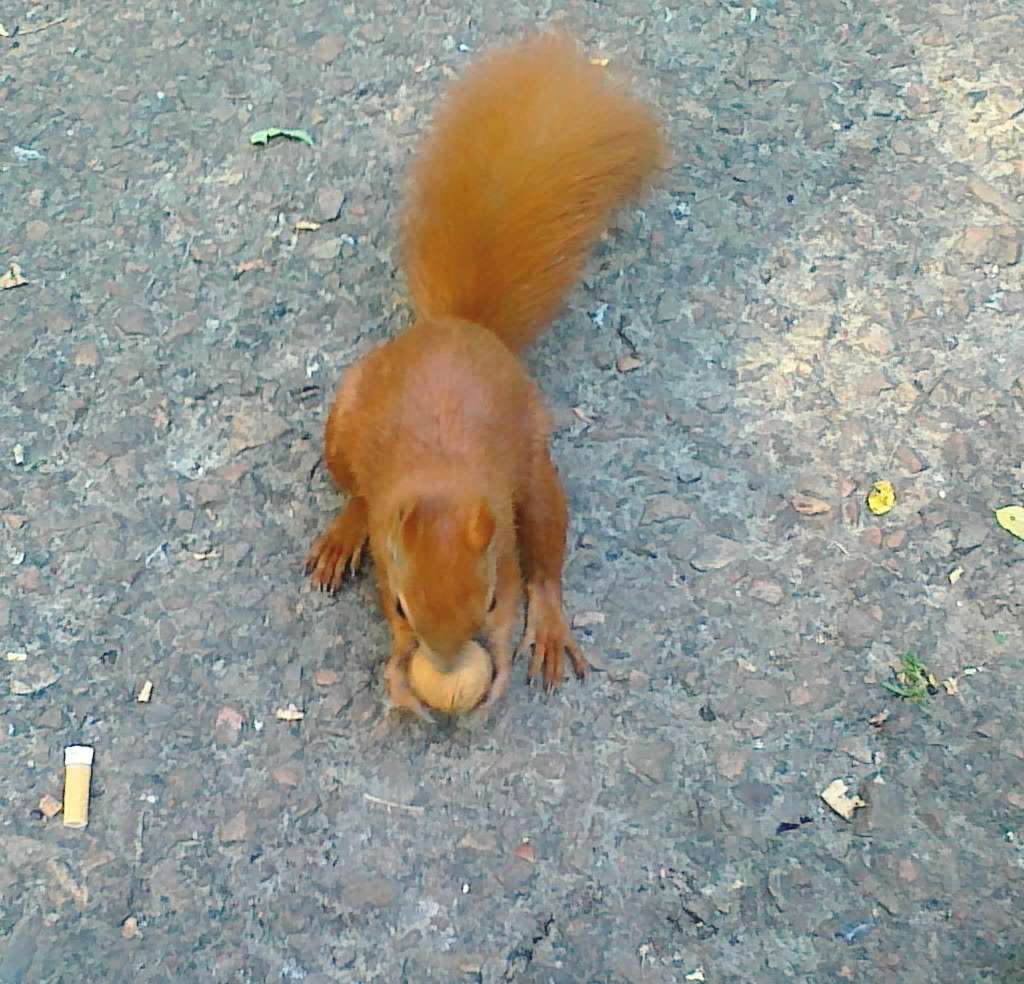 Une cacahuète pour l'écureuil puzzle en ligne