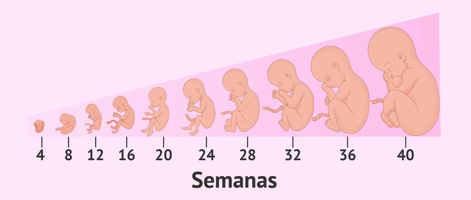 Sviluppo fetale puzzle online