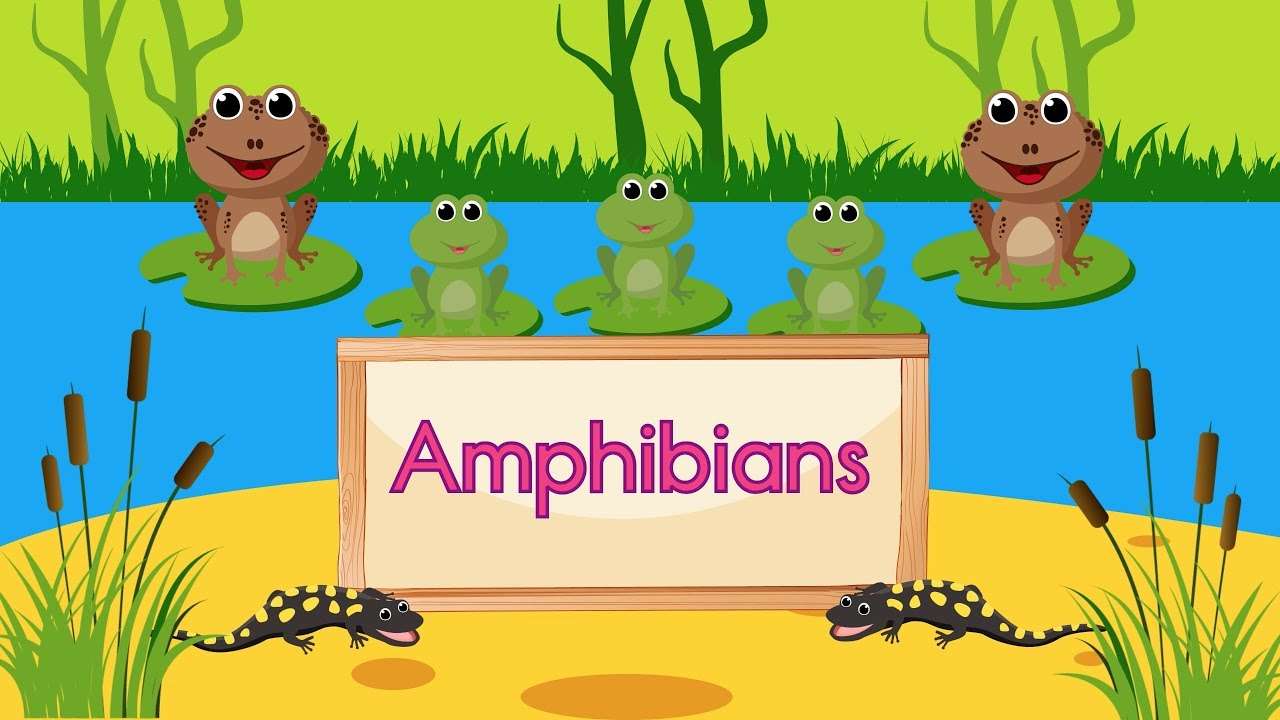 Amphibien-Puzzle Puzzlespiel online