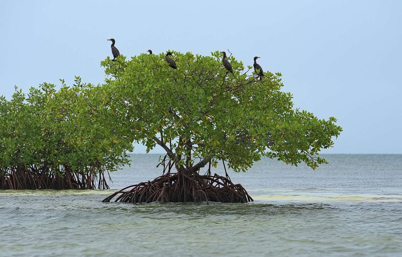 Cormorani, uccelli, mangrovie puzzle online