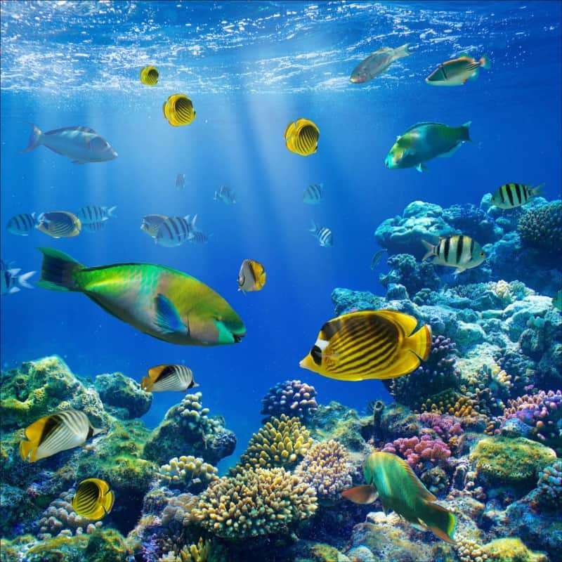 Vis en koraalrif legpuzzel online
