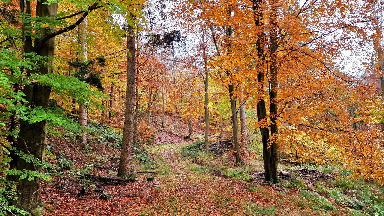 Есента в гората онлайн пъзел
