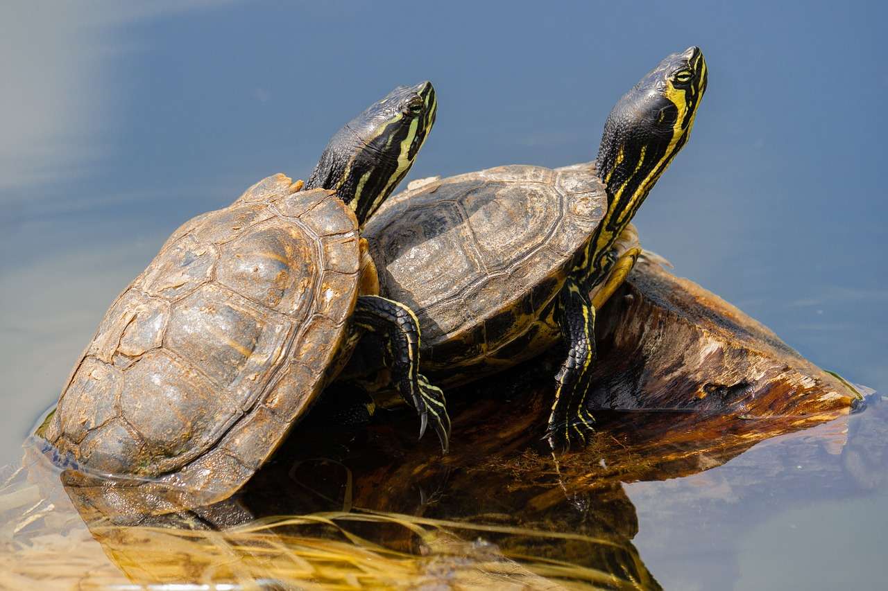 Schildpadden, Natuur, Priroda legpuzzel online