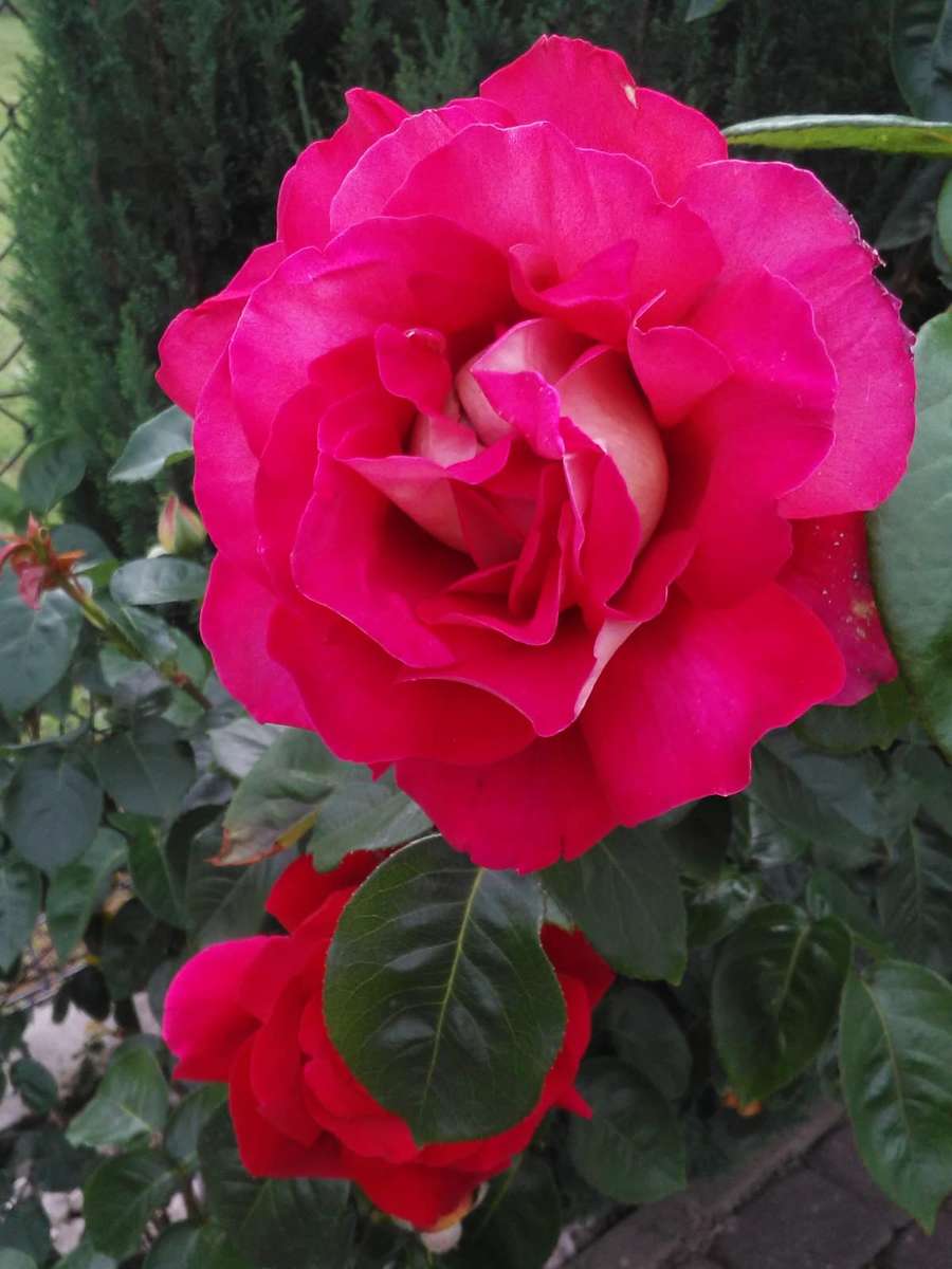 троянда - це завжди красиво пазл онлайн