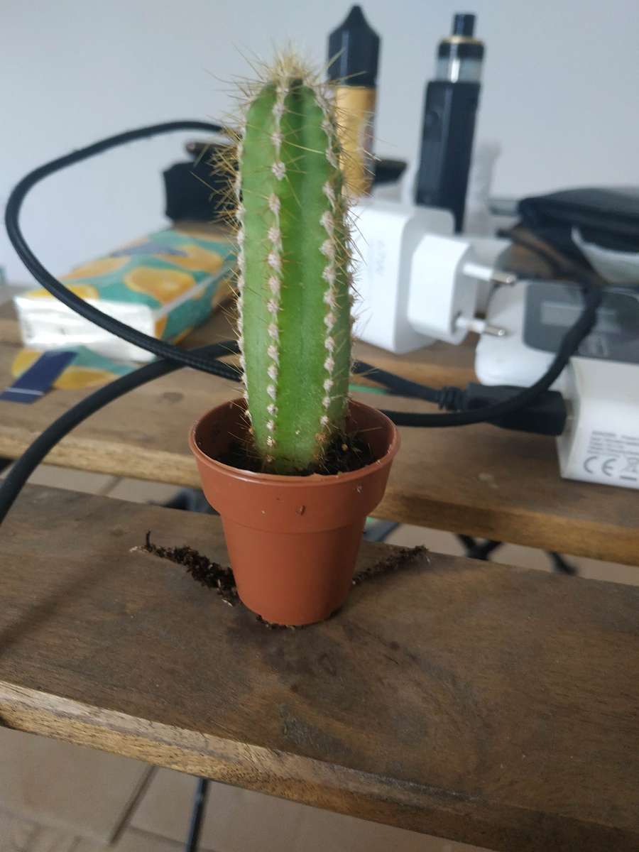 Kaktus 🌵🌵 Pussel online