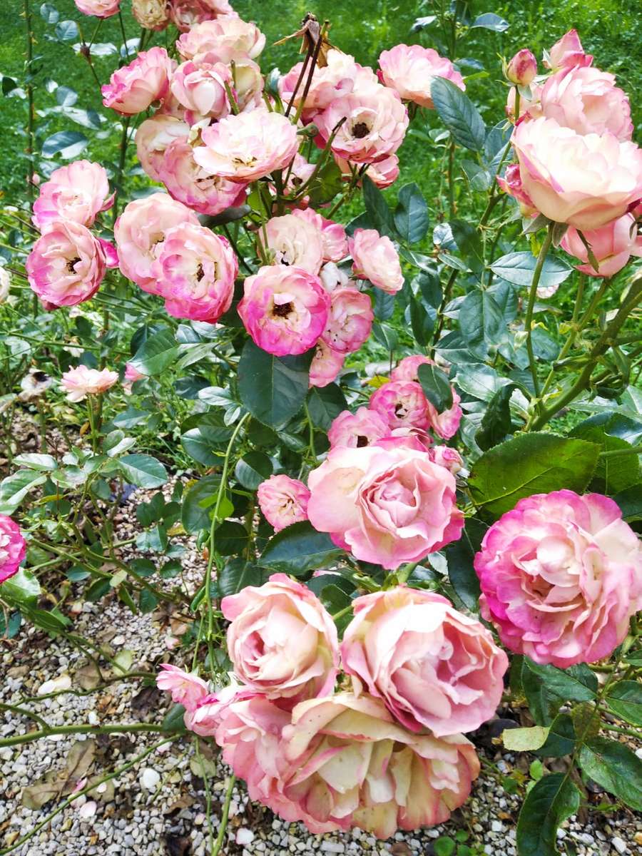 φθινοπωρινά τριαντάφυλλα online παζλ